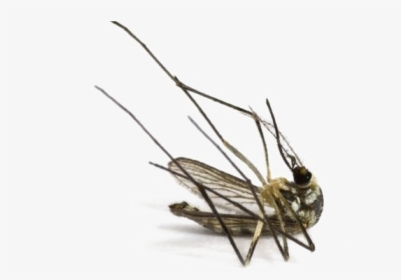 Mosquito Png Image - Dead Mosquito, Transparent Png, Transparent PNG
