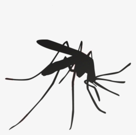 Mosquito Household Insect Repellents Pest Control - Malaria Mosquito, HD Png Download, Transparent PNG