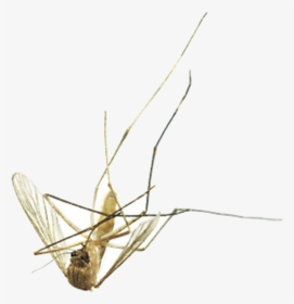Mosquito Png - Dead Mosquito Png, Transparent Png, Transparent PNG