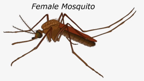 Male Vs Female Mosquito, HD Png Download, Transparent PNG