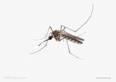Mosquito Insect Membrane - Mosquito Dibujo Fondo Transparente, HD Png Download, Transparent PNG