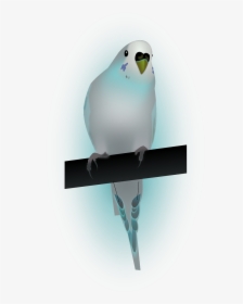 Bird,dove,dove Of Peace,peace - Papużka Falista Png, Transparent Png, Transparent PNG