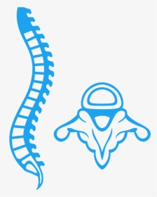 Chiropractor Sandton Spine - Medula Vector Png, Transparent Png, Transparent PNG