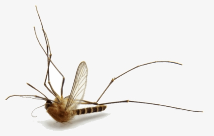 Mosquito, HD Png Download, Transparent PNG