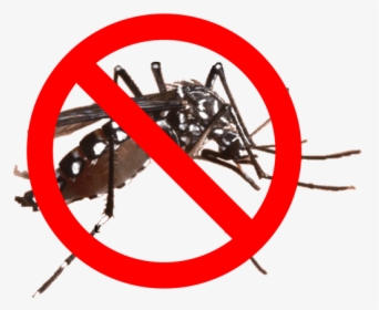 Mosquito Barrier Spray - Dengue Mosquito In Nepal, HD Png Download, Transparent PNG