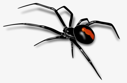 Mosquito Clipart Realistic - Spider Transparent Background, HD Png Download, Transparent PNG