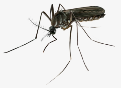Mosquito , Png Download - Mosquito, Transparent Png, Transparent PNG