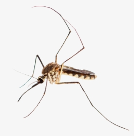 Adobe Mosquito - Mosquito, HD Png Download, Transparent PNG
