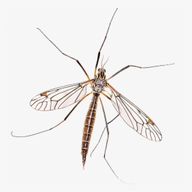 Mosquito Drawing Step By A Cartoon Blood - Crane Fly, HD Png Download, Transparent PNG