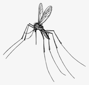 Monochrome Photography,tree,artwork - Transparent Background Mosquito Clipart, HD Png Download, Transparent PNG