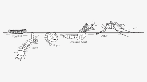 Life Cycle Of A Mosquito - Life Cycle Of A Mosquito Drawing, HD Png Download, Transparent PNG