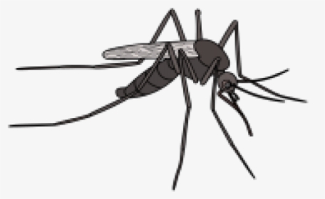 Draw A Big Mosquito, HD Png Download, Transparent PNG