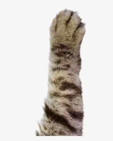 Clipart Cat Paw Png, Transparent Png, Transparent PNG