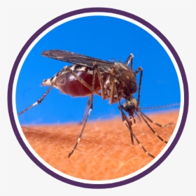 Mosquito Circle - Most Dangerous Animals In Thailand, HD Png Download, Transparent PNG