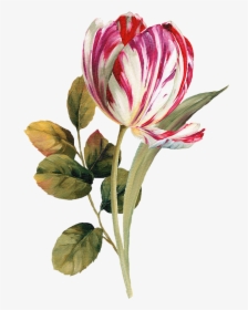 Pattern Flower, Flower Silhouette, Botanical Flowers, - Download Flower High Resolution, HD Png Download, Transparent PNG