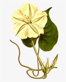 Tropical White Morning-glory Japanese Morning Glory - Clip Art, HD Png Download, Transparent PNG