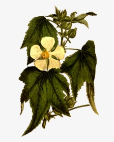 Vine-leaved Kitaibelia - Botany, HD Png Download, Transparent PNG