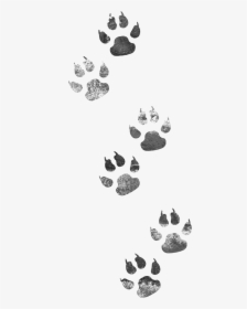 Footprints Dog Cat Png Image High Quality Clipart - Animal Tracks Clip Art, Transparent Png, Transparent PNG