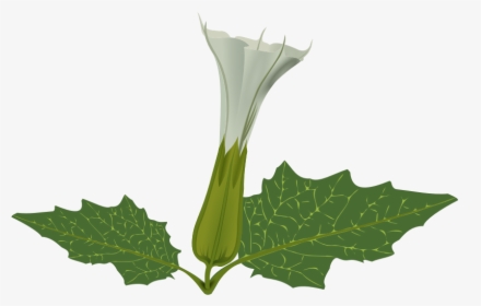 Free Weed Plant Clip Art - Datura Flower Png, Transparent Png, Transparent PNG