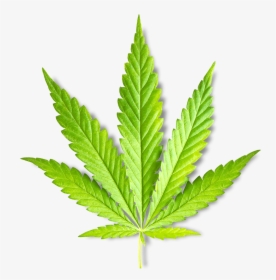Leaf Marijuana Plant, HD Png Download, Transparent PNG
