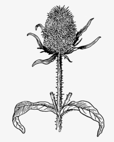 Black And White Teasel Drawing, HD Png Download, Transparent PNG