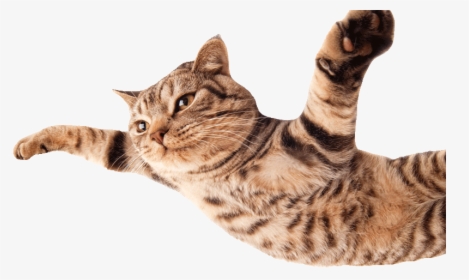 Transparent Flying Cat Png - Flying Cat No Background, Png Download, Transparent PNG