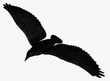 Raven Flying - Raven Flying Transparent Background, HD Png Download, Transparent PNG