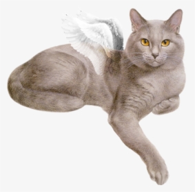 #beautiful #white #fluffy #wings #flying #cat #gray - Cat Gif Png Transparent, Png Download, Transparent PNG