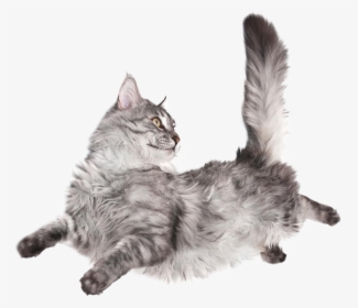 Image - Do Cats Fall On Their Feet, HD Png Download, Transparent PNG