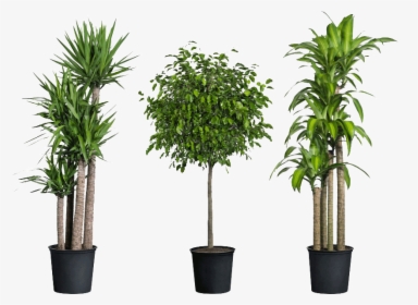 Home Depot Have House Plants , Png Download - Transparent Indoor Plants Png, Png Download, Transparent PNG