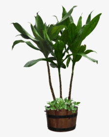 Potted Plant Png Download - Clipart Potted Plant Transparent Background, Png Download, Transparent PNG
