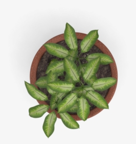 Plant Top View Png Vector, Clipart, Psd - Plant Top View Png, Transparent Png, Transparent PNG