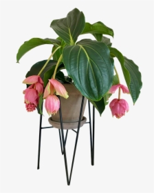 Medinilla, Flower, House Plant, Stueblomst - Flower Indoor Plant Png, Transparent Png, Transparent PNG