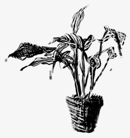 Plant Drawing - Illustration, HD Png Download, Transparent PNG