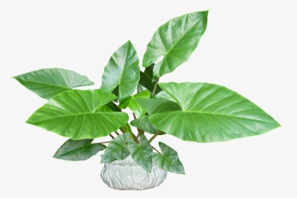 Leaves, Plant, Pot, Tropical, Houseplant - Plantain Weed, HD Png Download, Transparent PNG
