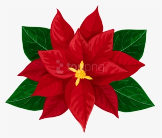 Free Png Poinsettia Transparent Png - Christmas Poinsettias Images Clipart, Png Download, Transparent PNG