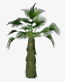 Trachycarpus Fortunei - - Trachycarpus Fortunei Uses, HD Png Download, Transparent PNG