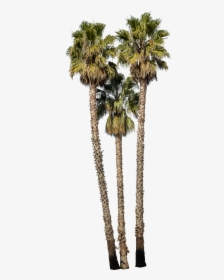 Washingtonia Robusta Palm Trees, HD Png Download, Transparent PNG