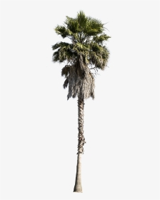 Washingtonia Palm Tree Png - Palm Tree Cutout Png, Transparent Png, Transparent PNG