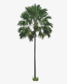 Transparent Background Tree Png Palm, Png Download, Transparent PNG