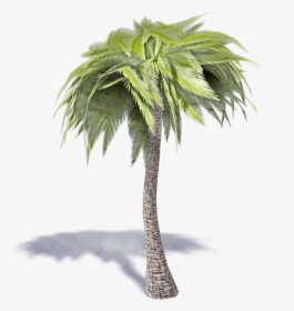 Palm Tree 3d Png , Png Download - 3d Palm Tree Png, Transparent Png, Transparent PNG