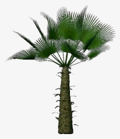 Trachycarpus Fortunei - - บอน ไซ มะพร้าว สวย ๆ, HD Png Download, Transparent PNG