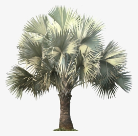 Silver Bismarck Palm Png, Transparent Png, Transparent PNG