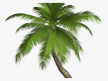 Transparent Palm Trees Png, Png Download, Transparent PNG