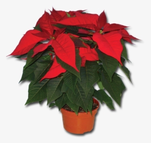 Poinsetta Pa317 - Flowerpot, HD Png Download, Transparent PNG