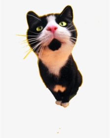 Cat Food Dog Black Cat Tattoo - Hd Black And White Cat, HD Png Download, Transparent PNG