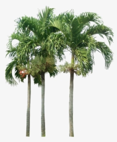 Tropical Plant Pictures - Palm Tree Elevation Png, Transparent Png, Transparent PNG