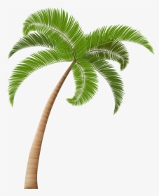 Palm Trees Clip Art - Transparent Background Palm Tree Png, Png Download, Transparent PNG