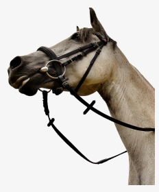 Horse Mold Pony Low Angle Shot Funny Cute - Horse Head Low Angle, HD Png Download, Transparent PNG