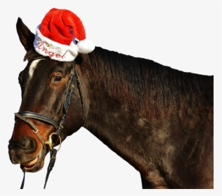 Horse, Laugh, Grin, Christmas, Santa Hat, Funny, Cute - Funny Christmas Horse, HD Png Download, Transparent PNG